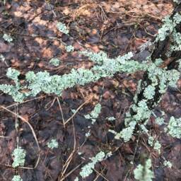 Blue Lichen Sprigs Natural Terrarium Filler, Home Decor - thumbnail 3