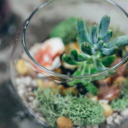Diy Kit, Terrarium Building Complete Succulent Planter Kit - thumbnail 2