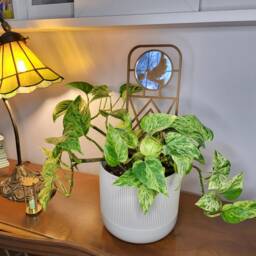 Peace Dove Plant Trellis With Mirror 3D Printed Hoya Support - thumbnail 2