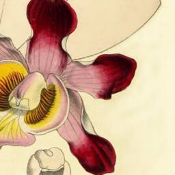 Set Of 6 Prints, Botanical Print Set, Illustrations, Modern Wall Art, Cottage Living Room Decor, Lounge Prints - thumbnail 3