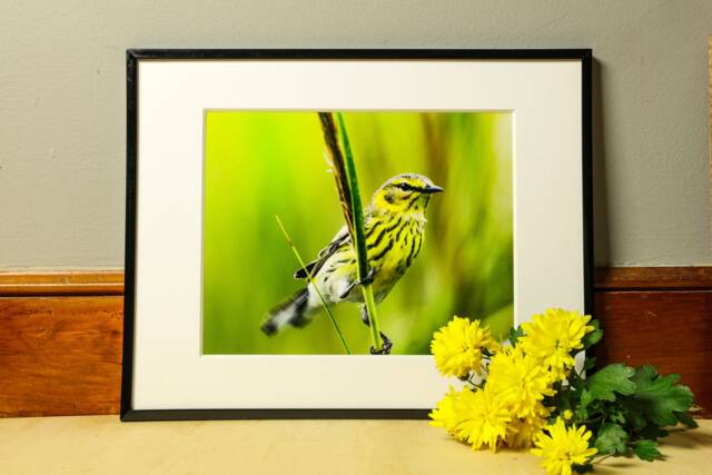 Small Bird Photograph, Nature Photography, Wall Art, Bedroom Decor, Living Room Peaceful Photography Prints - image 1