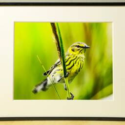 Small Bird Photograph, Nature Photography, Wall Art, Bedroom Decor, Living Room Peaceful Photography Prints - thumbnail 2