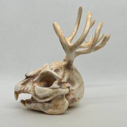 Jackalope Resin Skull Collectible Desert Tan Bone Handmade Oddity Curio - thumbnail 3