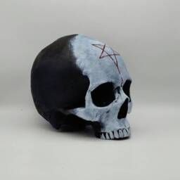 Two Tone. Human Skull Replica . Realistic Plaster Of Paris Life Size Human Replica - thumbnail 3