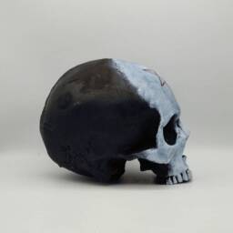 Two Tone. Human Skull Replica . Realistic Plaster Of Paris Life Size Human Replica - thumbnail 4