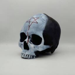 Two Tone. Human Skull Replica . Realistic Plaster Of Paris Life Size Human Replica - thumbnail 2