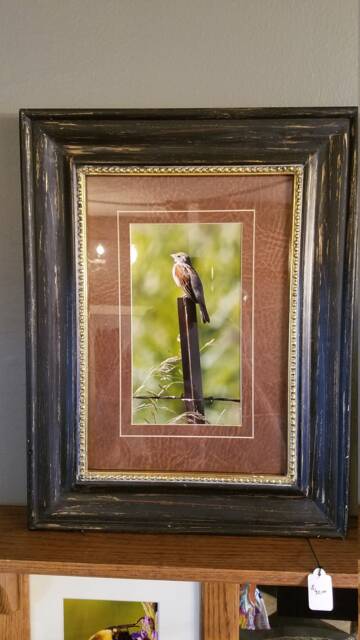 Watchful Bird On Post Framed Print - image 1
