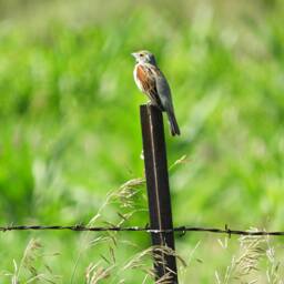 Watchful Bird On Post Framed Print - thumbnail 3