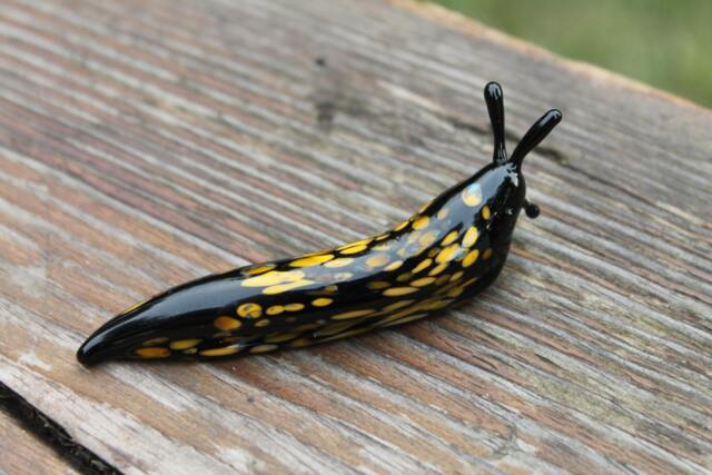 Spotted Slug Glass Sculpture Glass Slug Lampwork Glass Animals Handcrafted Snail - image 1