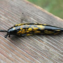 Spotted Slug Glass Sculpture Glass Slug Lampwork Glass Animals Handcrafted Snail - thumbnail 3