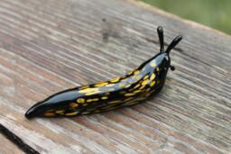 Spotted Slug Glass Sculpture Glass Slug Lampwork Glass Animals Handcrafted Snail