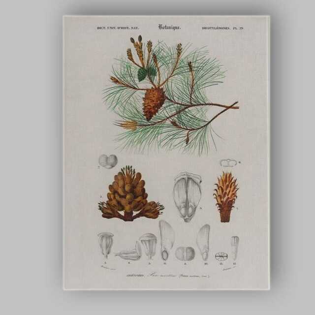Antique Botanical Maritime Pine Scientific Illustration Canvas Wall Art Print Decor Picture Ready To Hang - image 1