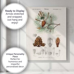 Antique Botanical Maritime Pine Scientific Illustration Canvas Wall Art Print Decor Picture Ready To Hang - thumbnail 3