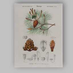 Antique Botanical Maritime Pine Scientific Illustration Canvas Wall Art Print Decor Picture Ready To Hang - thumbnail 1