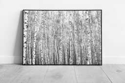 Monochrome Birch Forest Framed Wall Art Abstract Nature Print For Nordic, Coastal & Bohemian Decor - thumbnail 1