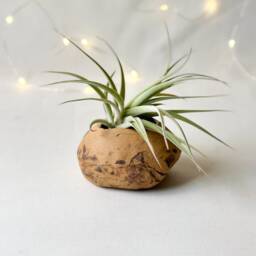 Pebble Planter, Pebble Vase, Ceramic Planter, Pottery Organic Shaped Air Plant Holder - thumbnail 3