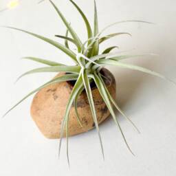 Pebble Planter, Pebble Vase, Ceramic Planter, Pottery Organic Shaped Air Plant Holder - thumbnail 2
