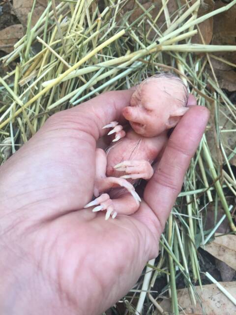 Baby Hybrid Pig - image 1