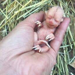 Baby Hybrid Pig - thumbnail 3