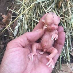 Baby Hybrid Pig - thumbnail 2