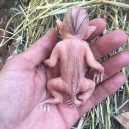 Baby Hybrid Pig - thumbnail 4