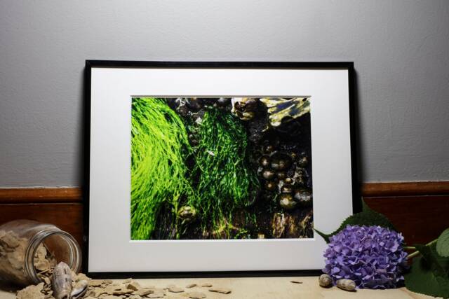 Island Series Barnacles, Nature Photography, Wall Art, Bedroom Decor, Living Room Peaceful Photography Prints - image 1