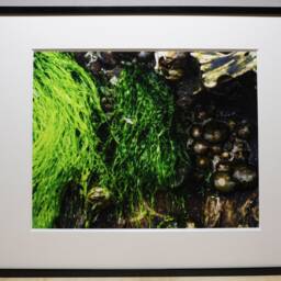 Island Series Barnacles, Nature Photography, Wall Art, Bedroom Decor, Living Room Peaceful Photography Prints - thumbnail 2