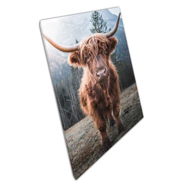 Horned Highland Cattle Canvas Print - Sunrise On Frozen Meadow Italian Dolomites Wall Art For Home Office D??cor - image 1