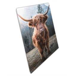 Horned Highland Cattle Canvas Print - Sunrise On Frozen Meadow Italian Dolomites Wall Art For Home Office D??cor - thumbnail 1
