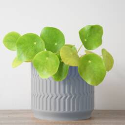 "Mabel Planter With Drainage & Saucer in Gray, Boho 3D-Printed Plant Pot, Small To Large Sizes 4"" 5"" 6"" 7"" 8" - thumbnail 2