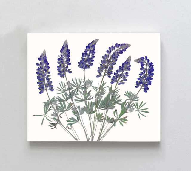 Pressed Lupine Flower Print Montana Wildflower Herbarium Art - image 1
