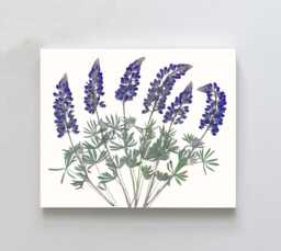 Pressed Lupine Flower Print Montana Wildflower Herbarium Art - thumbnail 1