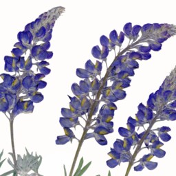 Pressed Lupine Flower Print Montana Wildflower Herbarium Art - thumbnail 3