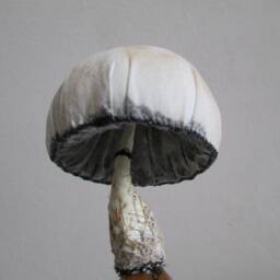 Textile Art Object Mushroom Mushrooms Toadstool Home Decor Fabric Sculpture Glass Bottle Collection Whimsical Curiosities Artwork Fungus - thumbnail 3