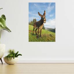 Funny Donkey At Sunset 3D View Wall Sticker Poster Decal A910 - thumbnail 2