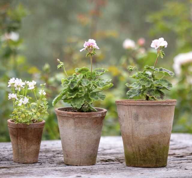 Express Delivery/ Farmhouse Style Rustic Terracotta Pot Set With Saucers/ Aged/ Old Looking/ Vintage/ - image 1