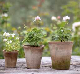 Express Delivery/ Farmhouse Style Rustic Terracotta Pot Set With Saucers/ Aged/ Old Looking/ Vintage/ - thumbnail 1