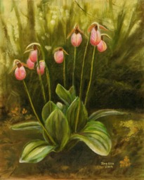 Lady Slipper Art Print Prince Edward Island Flower, Canadian Artist - 5x7 By Pei - thumbnail 1