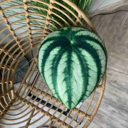 Watermelon Peperomia Plant Pillow, Decorative Leaf Cushion - thumbnail 4