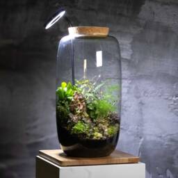 Terrarium Display Stand With Led - Adjustable Wooden Prism Board For Glass Terrariums - Ambient Home Decor & Gift Idea Kits - thumbnail 2