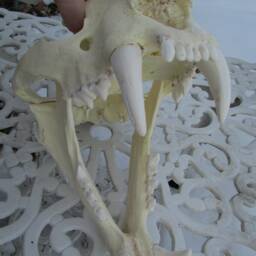 Liger Lion Tiger Hybrid Skull Reproduction Cast - thumbnail 2