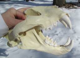 Liger Lion Tiger Hybrid Skull Reproduction Cast