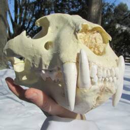 Liger Lion Tiger Hybrid Skull Reproduction Cast - thumbnail 4