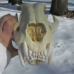 Liger Lion Tiger Hybrid Skull Reproduction Cast - thumbnail 3