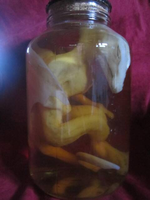 Taxidermy Cabinet Of Curiosities Sculpture Fetus Silicone Dragon Dragone Oddities - image 1