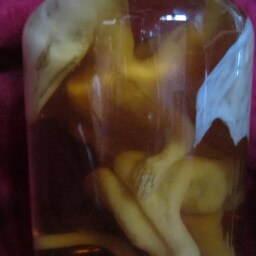 Taxidermy Cabinet Of Curiosities Sculpture Fetus Silicone Dragon Dragone Oddities - thumbnail 2