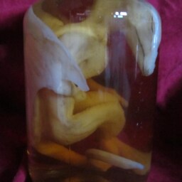 Taxidermy Cabinet Of Curiosities Sculpture Fetus Silicone Dragon Dragone Oddities - thumbnail 4