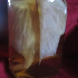 Taxidermy Cabinet Of Curiosities Sculpture Fetus Silicone Dragon Dragone Oddities - thumbnail 3