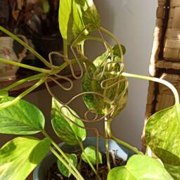 Eye Fire Plant Trellis For Indoor Plant/ Accessories/ Stake/ Support/Decor/ Planter Gifts Pot Decor - thumbnail 3