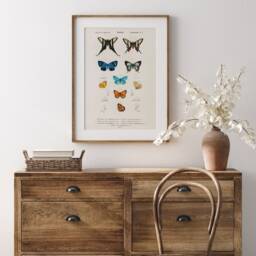 Antique Butterfly Wall Art, Charles D'orbigny Butterflies Print, Classroom Decor, Digital Download, Colorful Insect Poster, Canvas Gift Idea - thumbnail 3